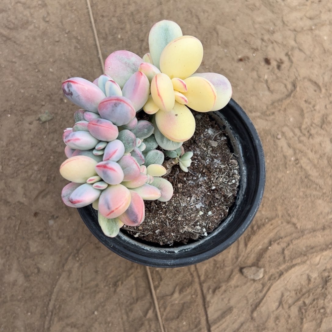 多肉乒乓福娘锦2587号