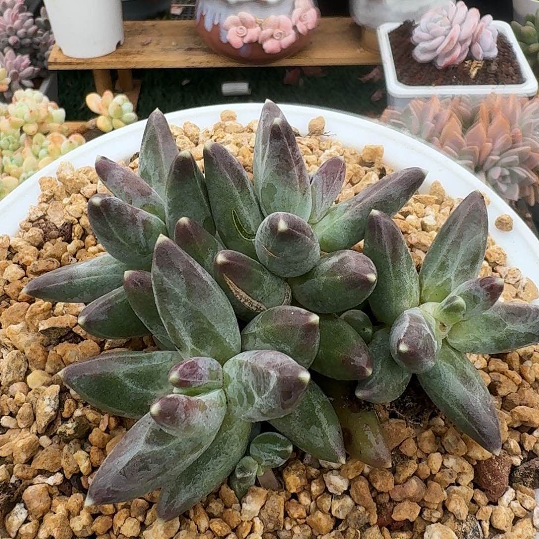 1689一物一拍（满28包邮）