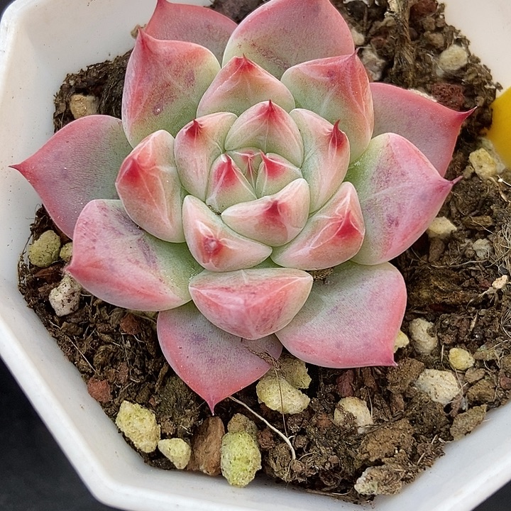 多肉植物婚戒851多肉