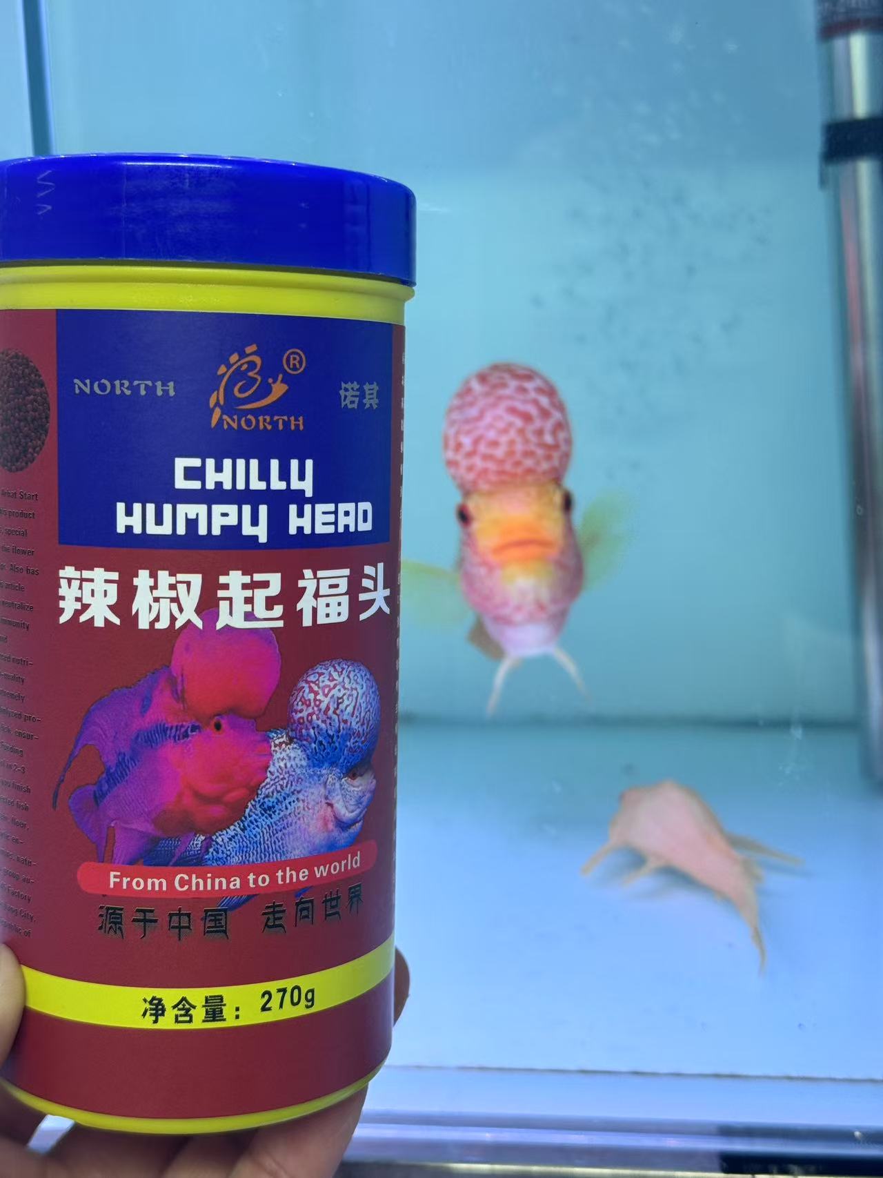 罗汉鱼增色增头高蛋白鱼粮增红起头长速快渔场专用