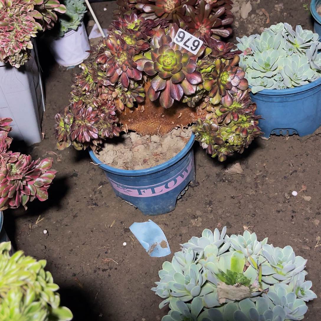 抹茶法师15/23包邮法师