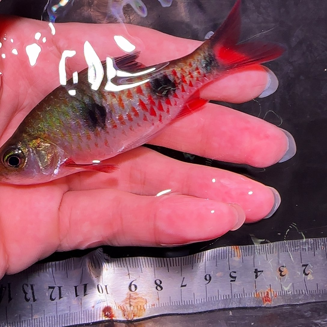 灯科鱼红点555555