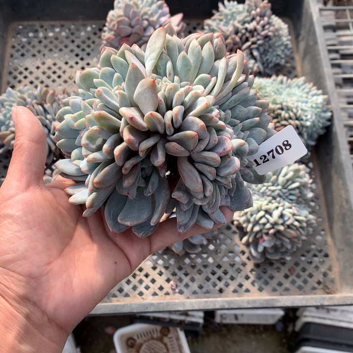 静***开12708缀嗯嗯嗯嗯嗯嗯嗯好喜欢