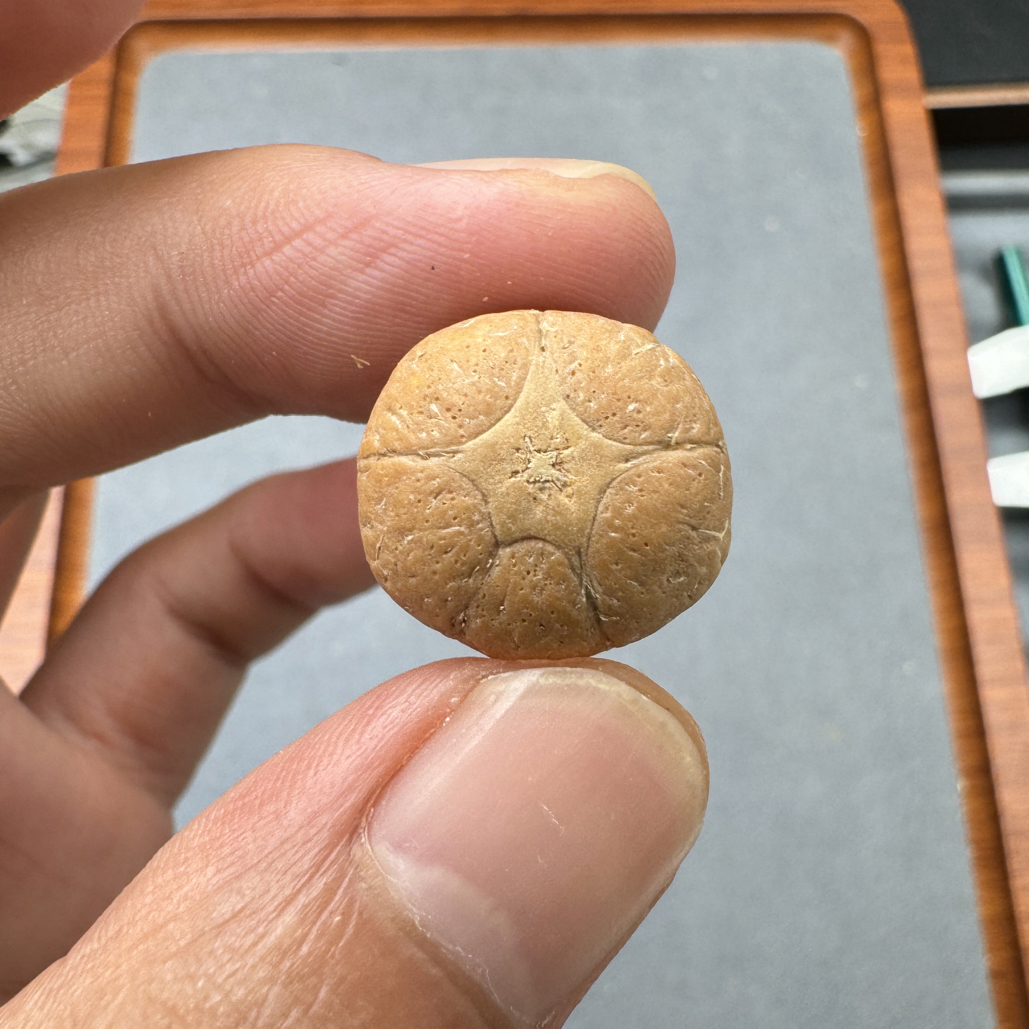 18+五星上将菩提凤眼手串三通佛头，非质量问题开孔不退ck1300