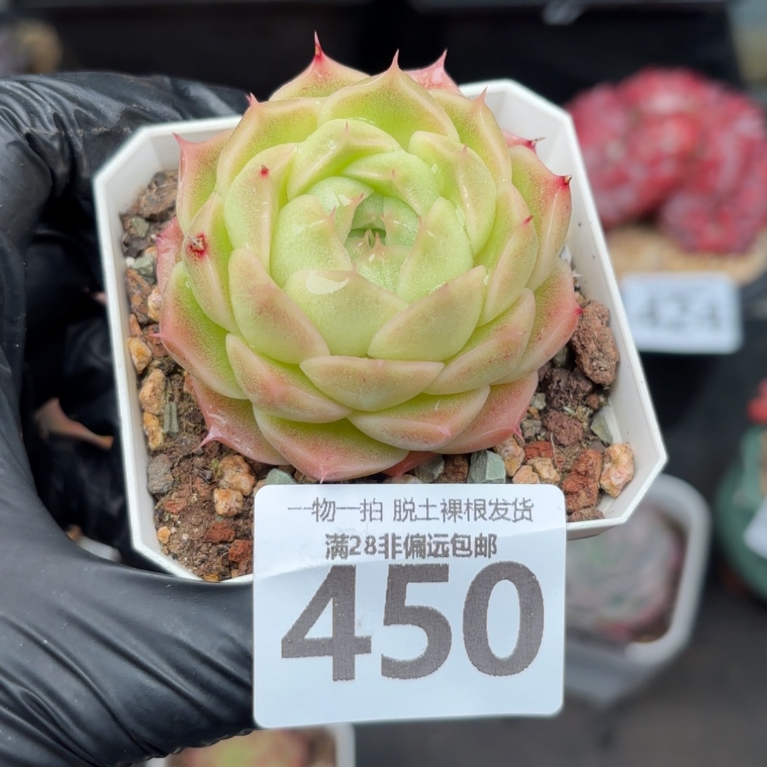 阿祖单头无盆土发货