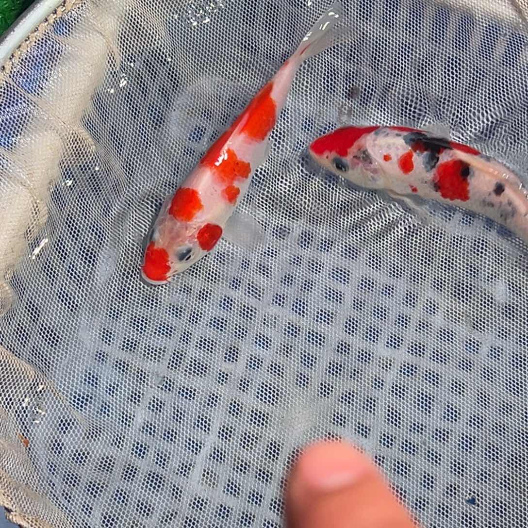 锦鲤锦鲤观赏鱼8888