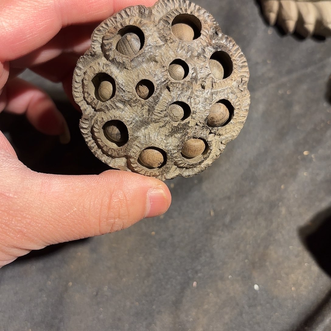 金丝楠金丝楠木莲蓬