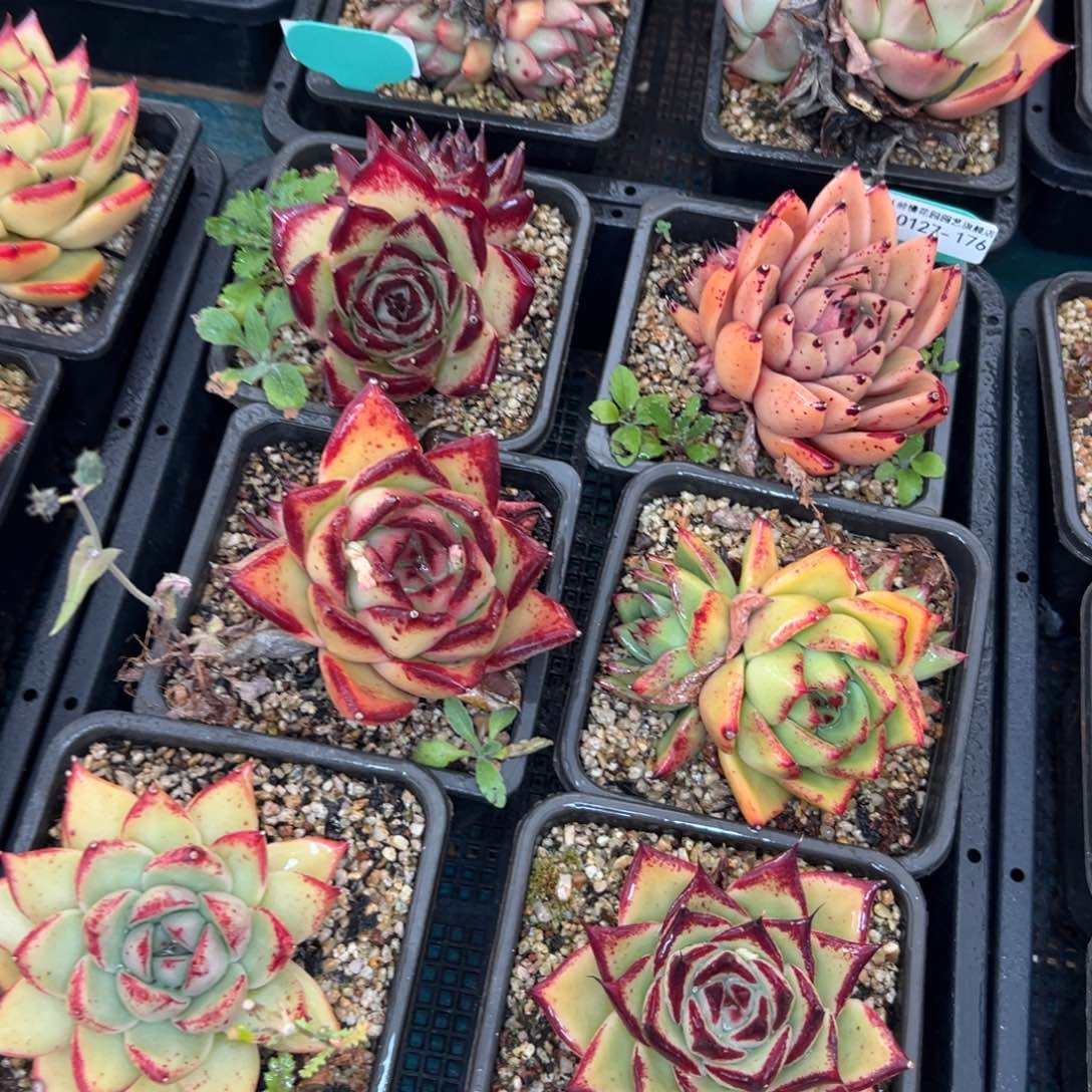 多肉一物一拍0127-176