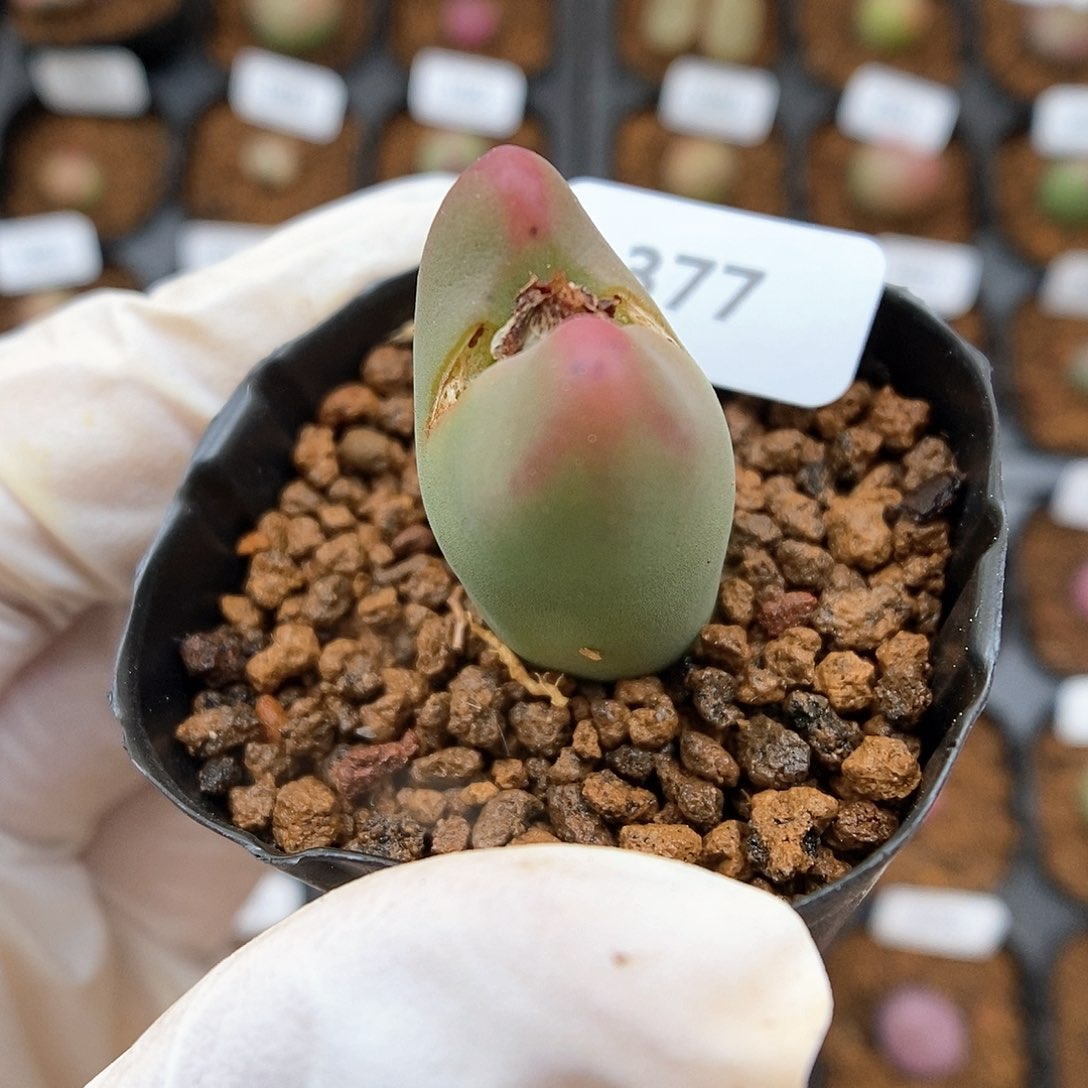 多肉植物A-377（1.6）少将杂