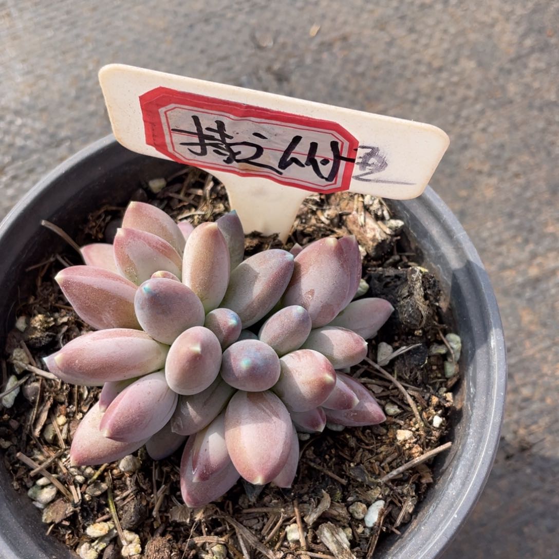 持**恒姐姐说她要的话