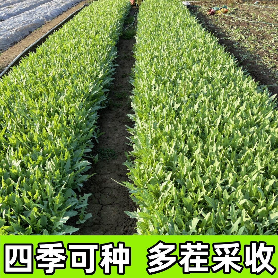 【花芽甜麦菜种子】甜脆花芽甜麦菜种子种植简单脆嫩好吃