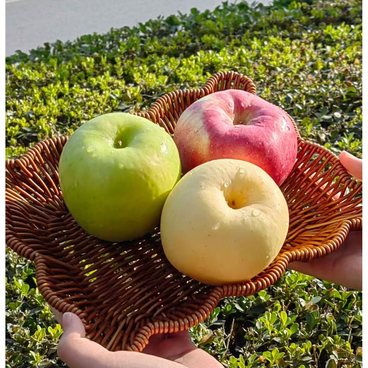 【三色苹果】三色苹果 多个品种一次吃到 脆甜新鲜 整箱5斤