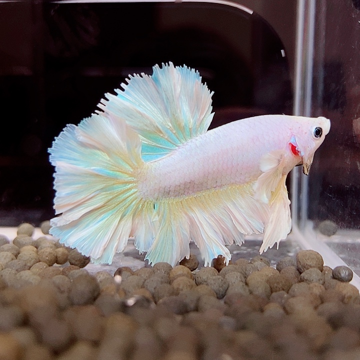 斗鱼黑217号绣球半月