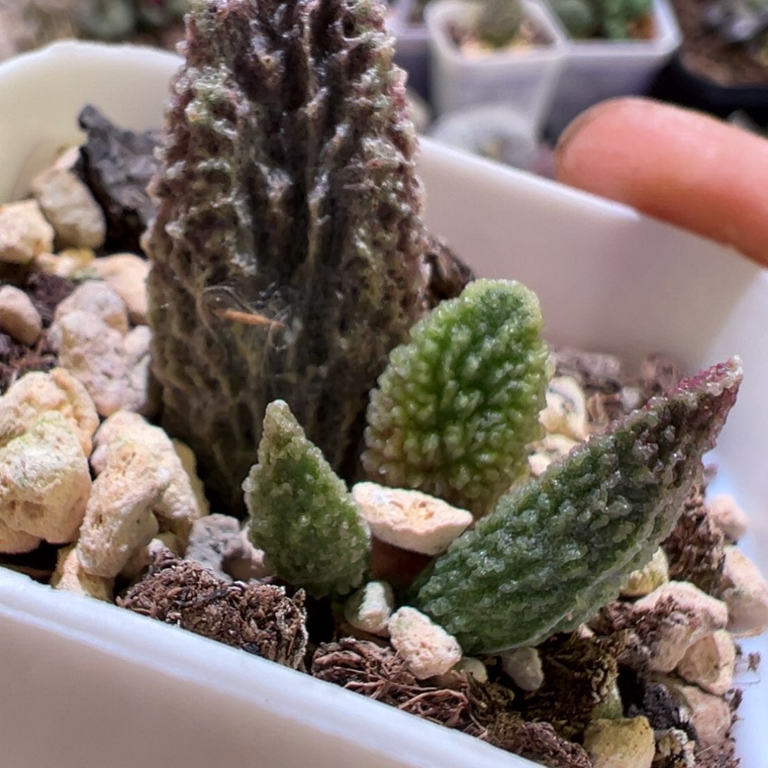 苍龙水泡多肉植物水泡