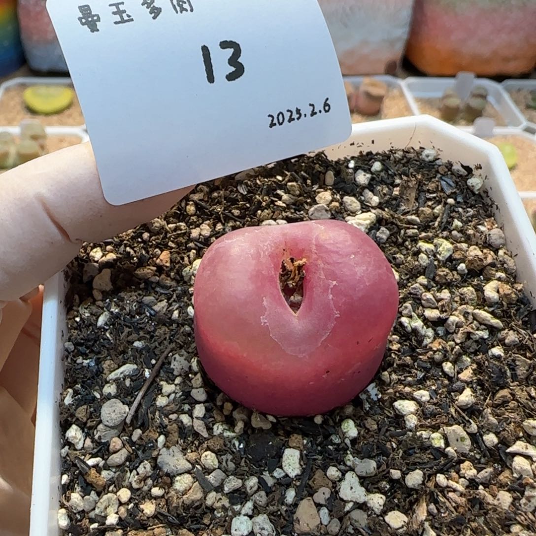 多肉多肉多肉2.6-013大熊200949