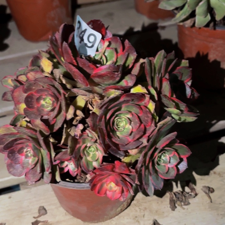 849半糖荔枝多肉植物不售后