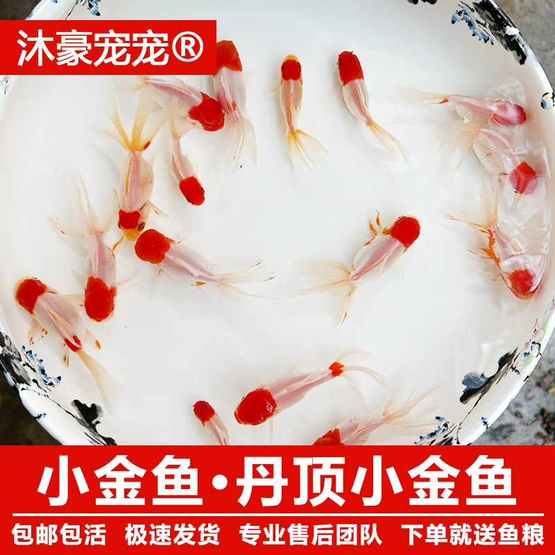 沐豪宠宠【小金鱼·丹顶鱼】观赏鱼冷水鱼淡水鱼好养耐活的鱼新手鱼