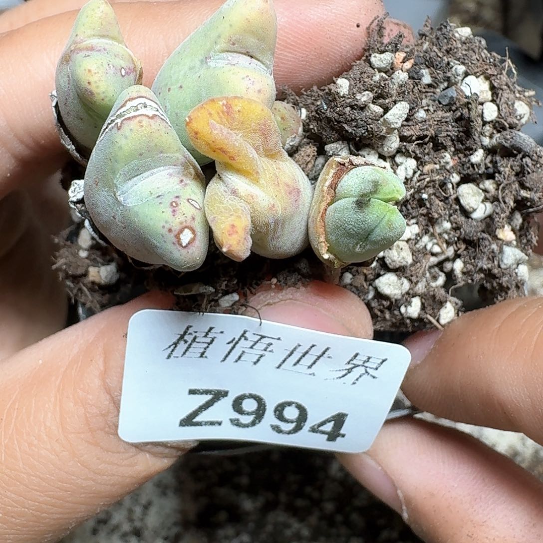 994号的日子是哇吃多肉植物哇