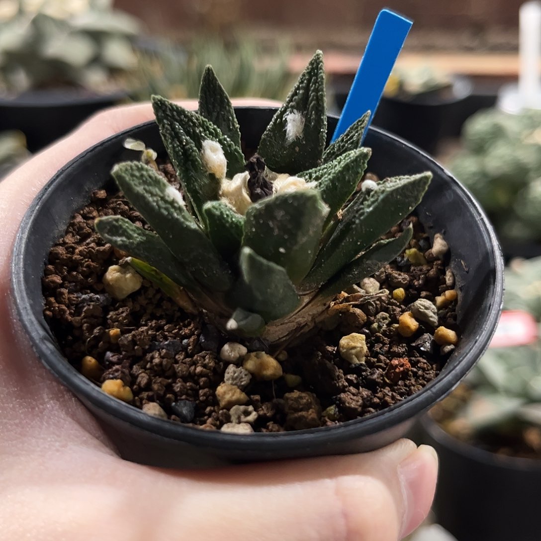 35号5cm实生勃士牡丹萝卜根