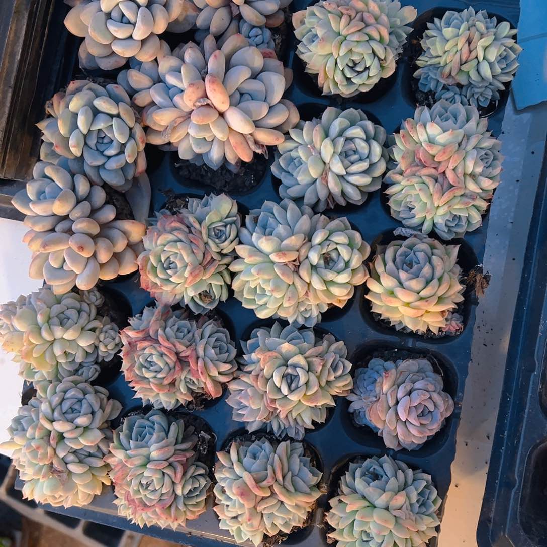 直播福利一物一拍54