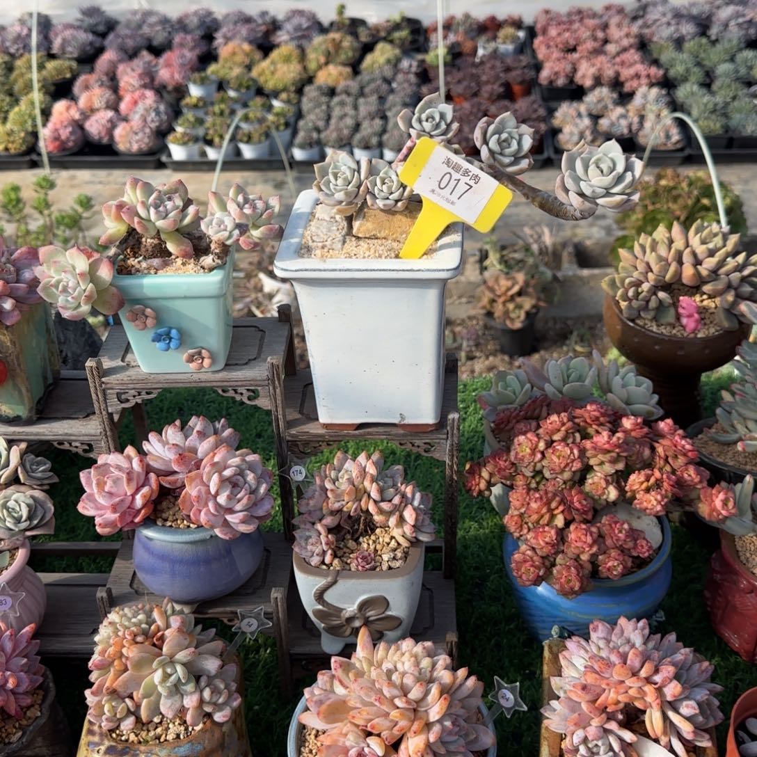 不***～多肉植物白牡丹，老庄无