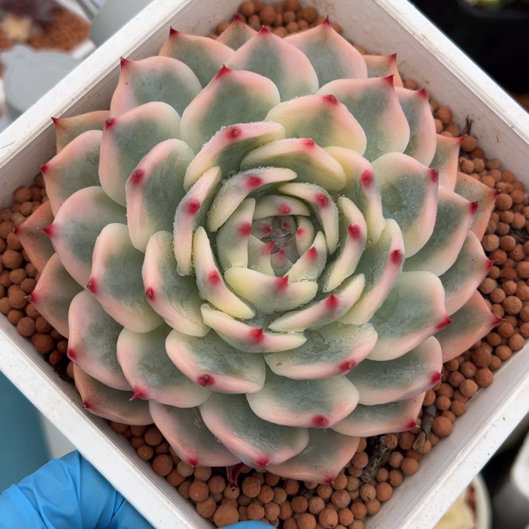 吉娃娃锦，覆轮锦