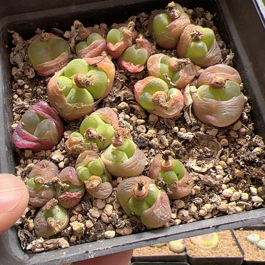 【闪购商品】192 清盒