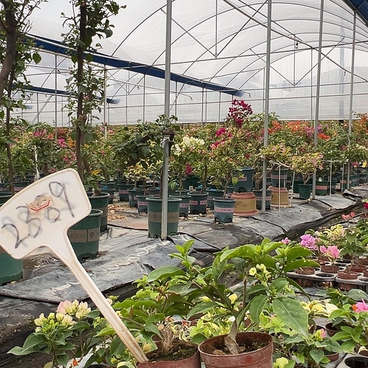 当前无花栽培后可以开花热火桑巴掌中宝 白雪公主掌中宝2389