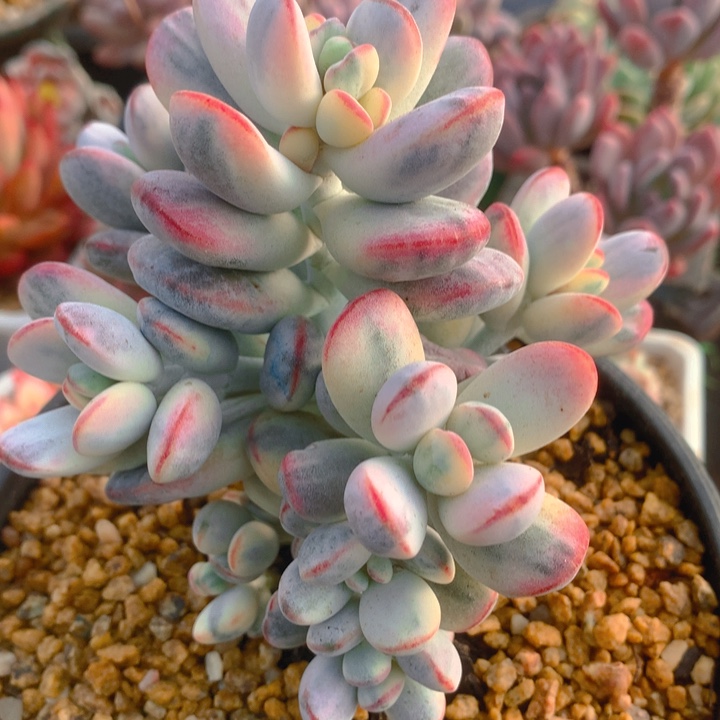 多肉乐园精品乒乓福娘