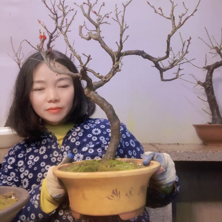 梅花雅*梅花老桩盆景精品