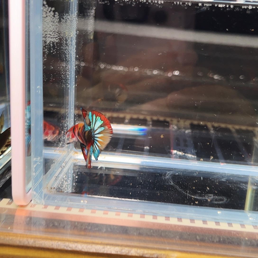 海水鱼宙斯斗鱼竞拍12-20