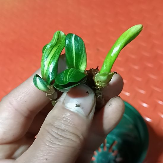 君子兰小苗君子兰小苗