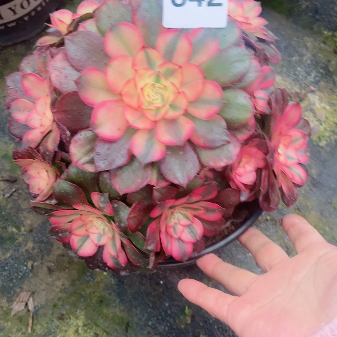 无花朵多肉植物荔枝842