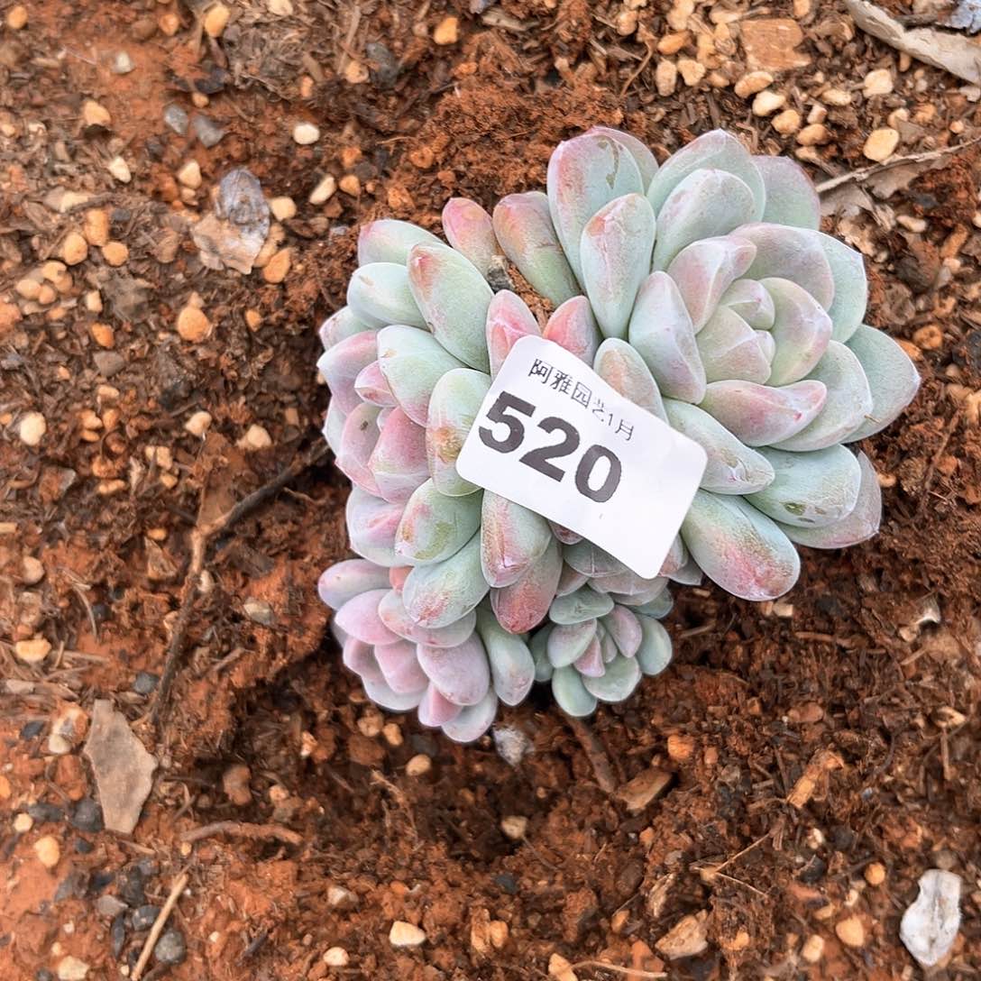 阿雅园艺。         脱土发货520