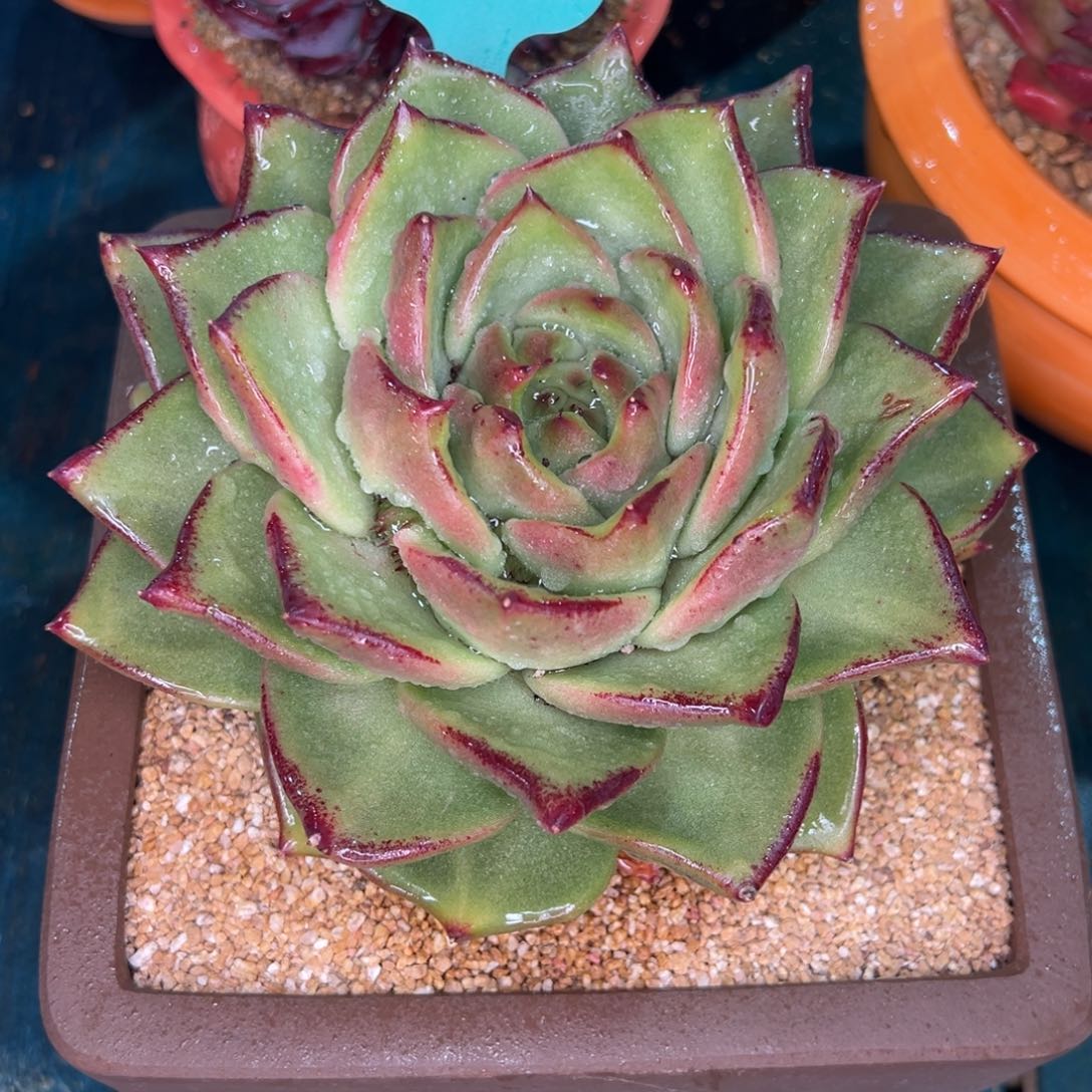 从前慢多肉精选编号0115.243