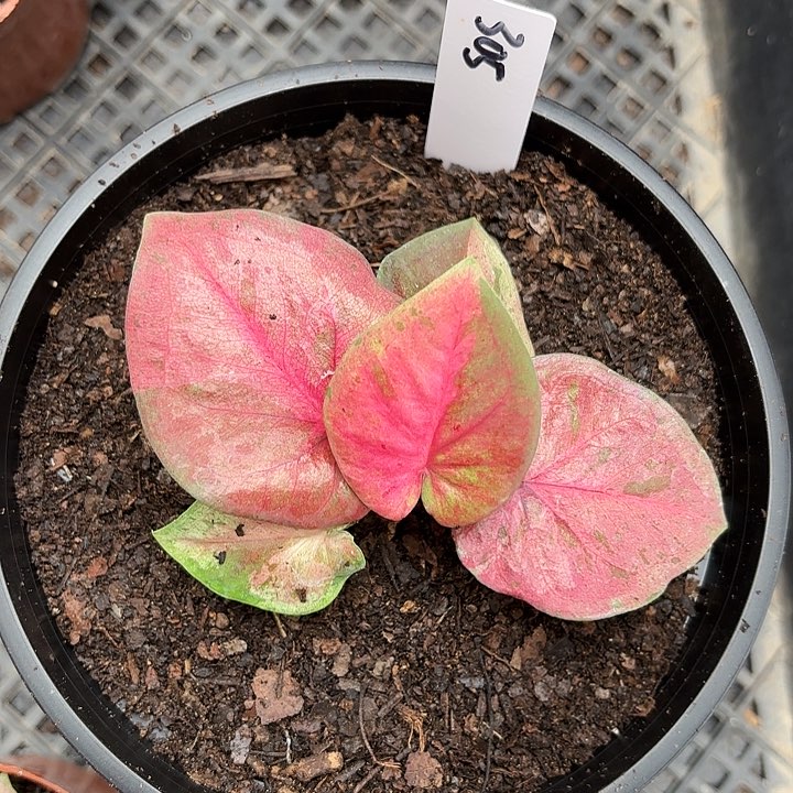 305-0616粉毒广东现货