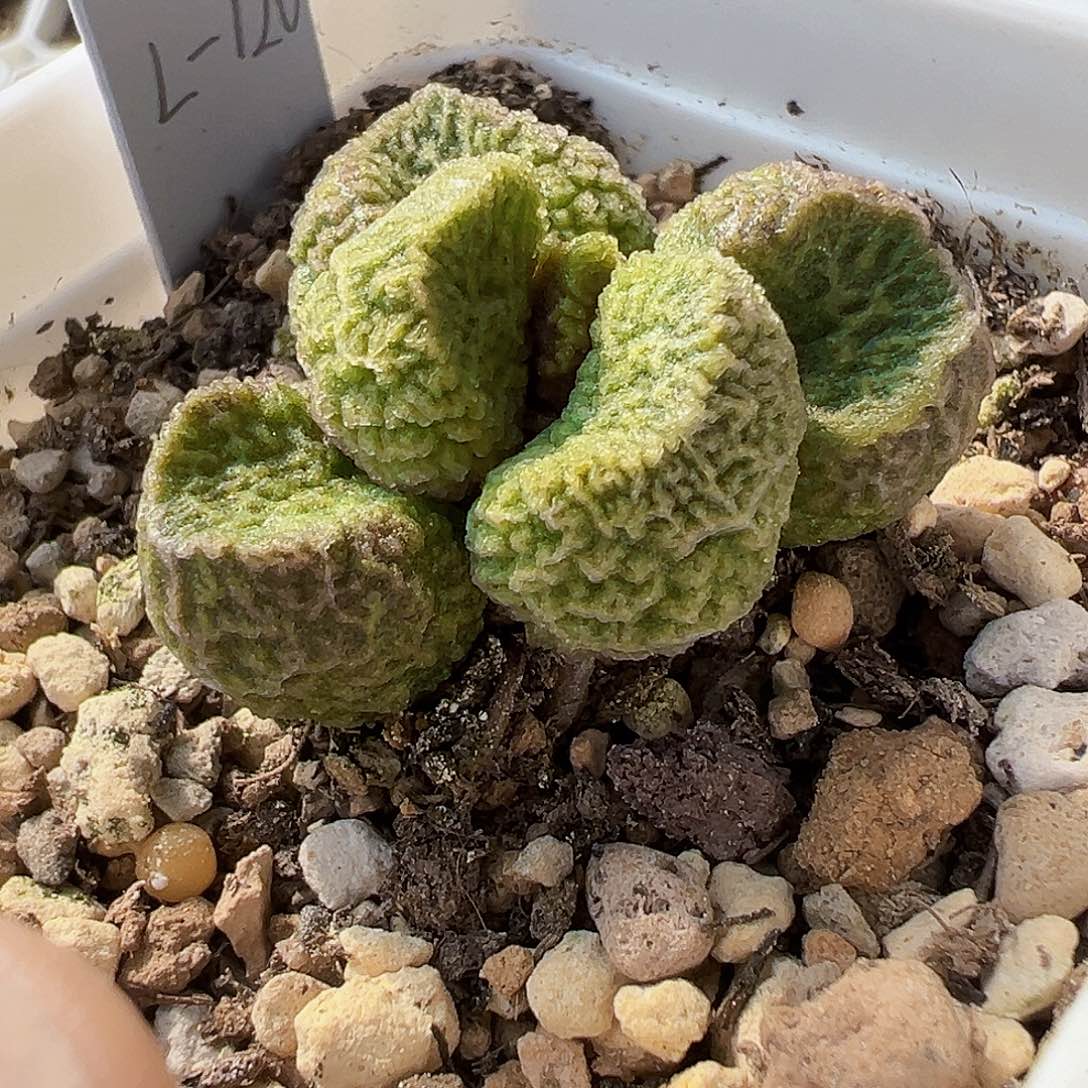 L-120 实生水泡 出叶片