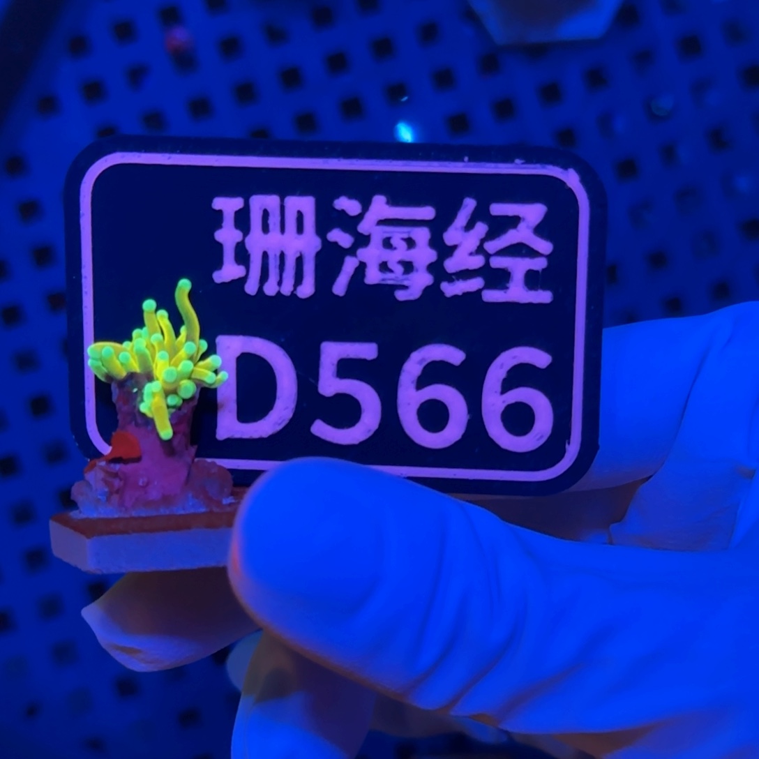 鑫***金纽扣珊瑚又又不包邮骨伤肉不全霓虹金D566