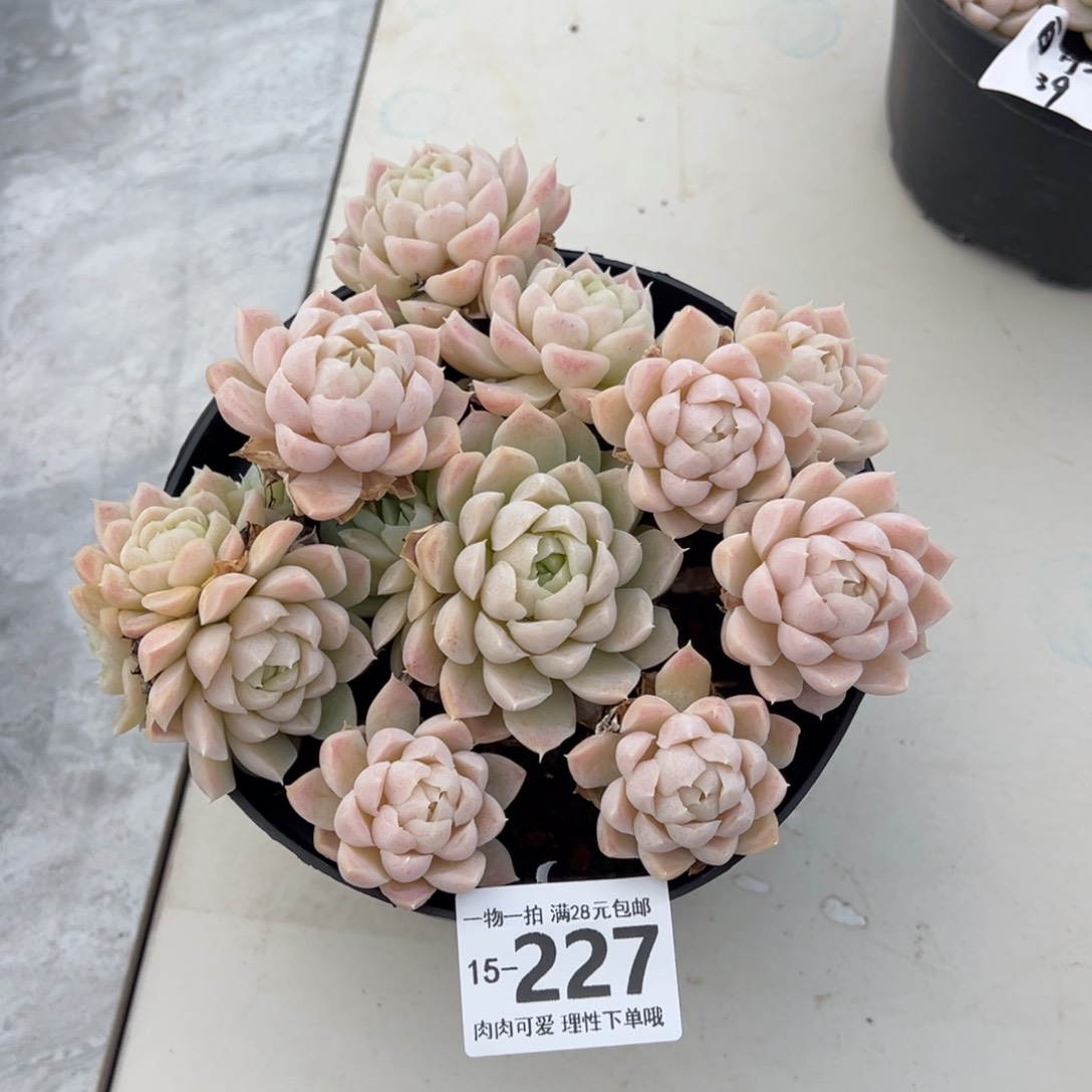 白月影多肉多肉多肉多肉