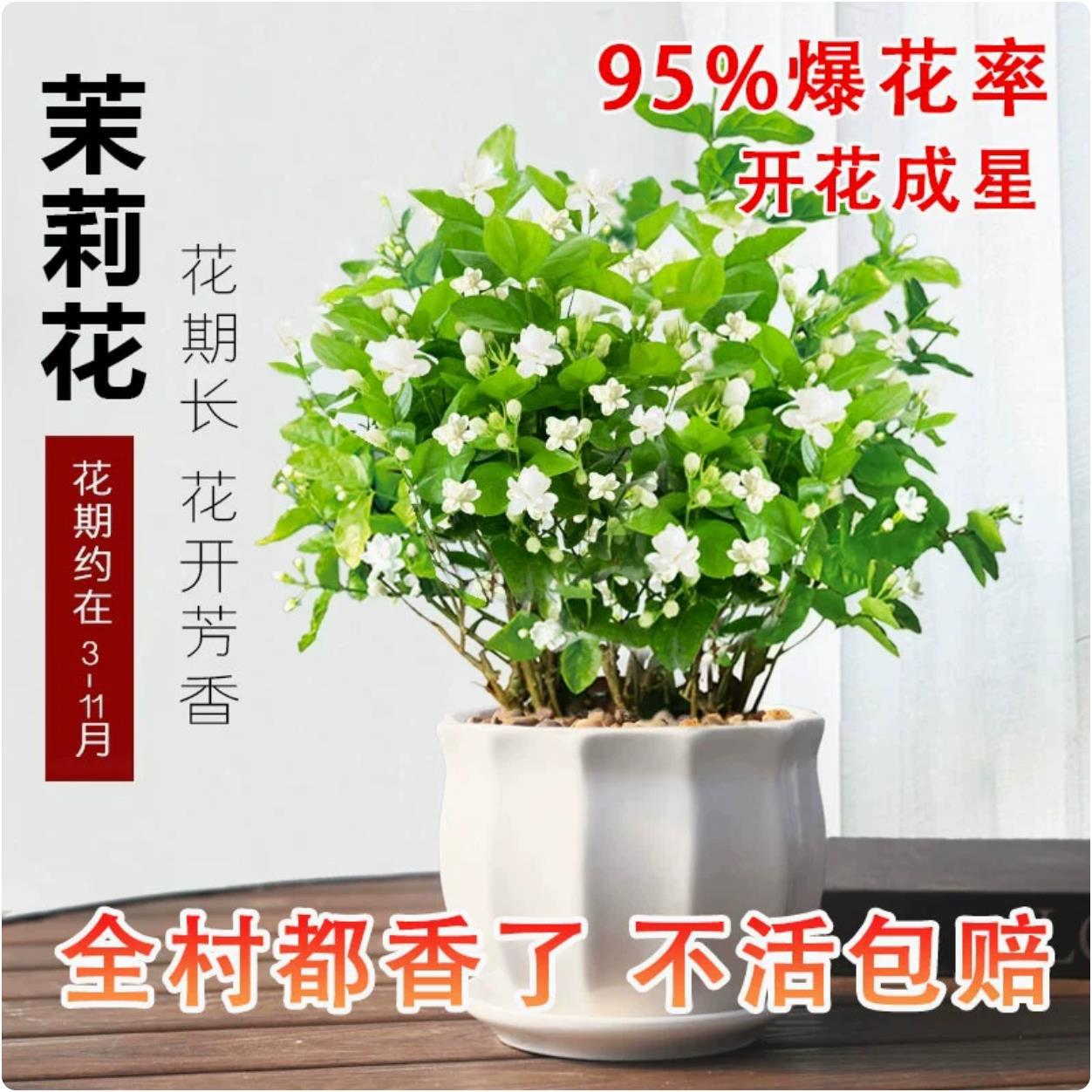 绿公主茉莉花苗盆栽栀子花卉植物室内绿植九里香浓香四季开花好养