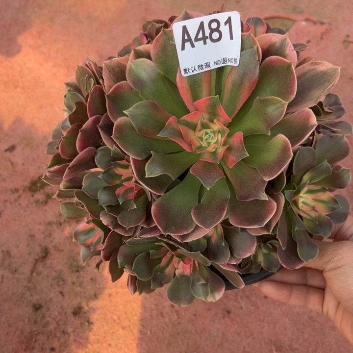 香菲多肉植物481.