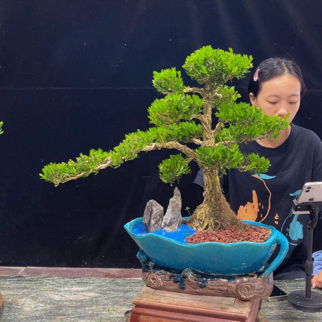 无花朵广东黄杨四季常青