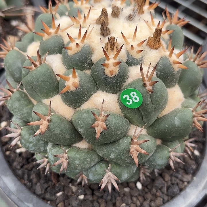 E***l袖蒲苗接落地仙人球38