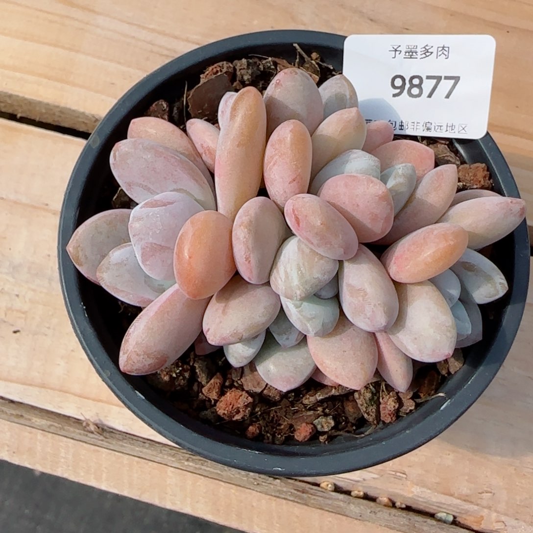 粉兔裙，9877多肉