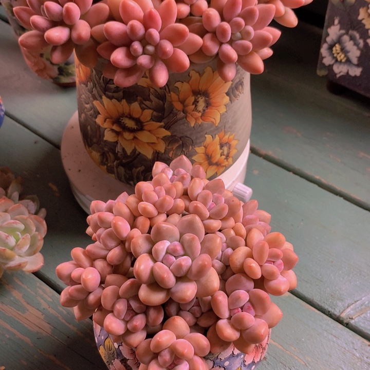 香水自然群无砍老桩