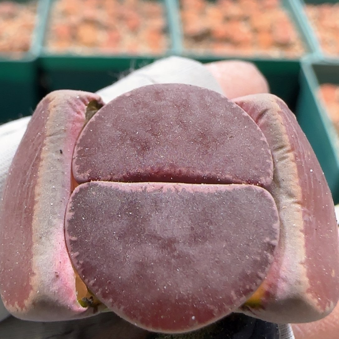 2。24。7051。 全窗酒红。