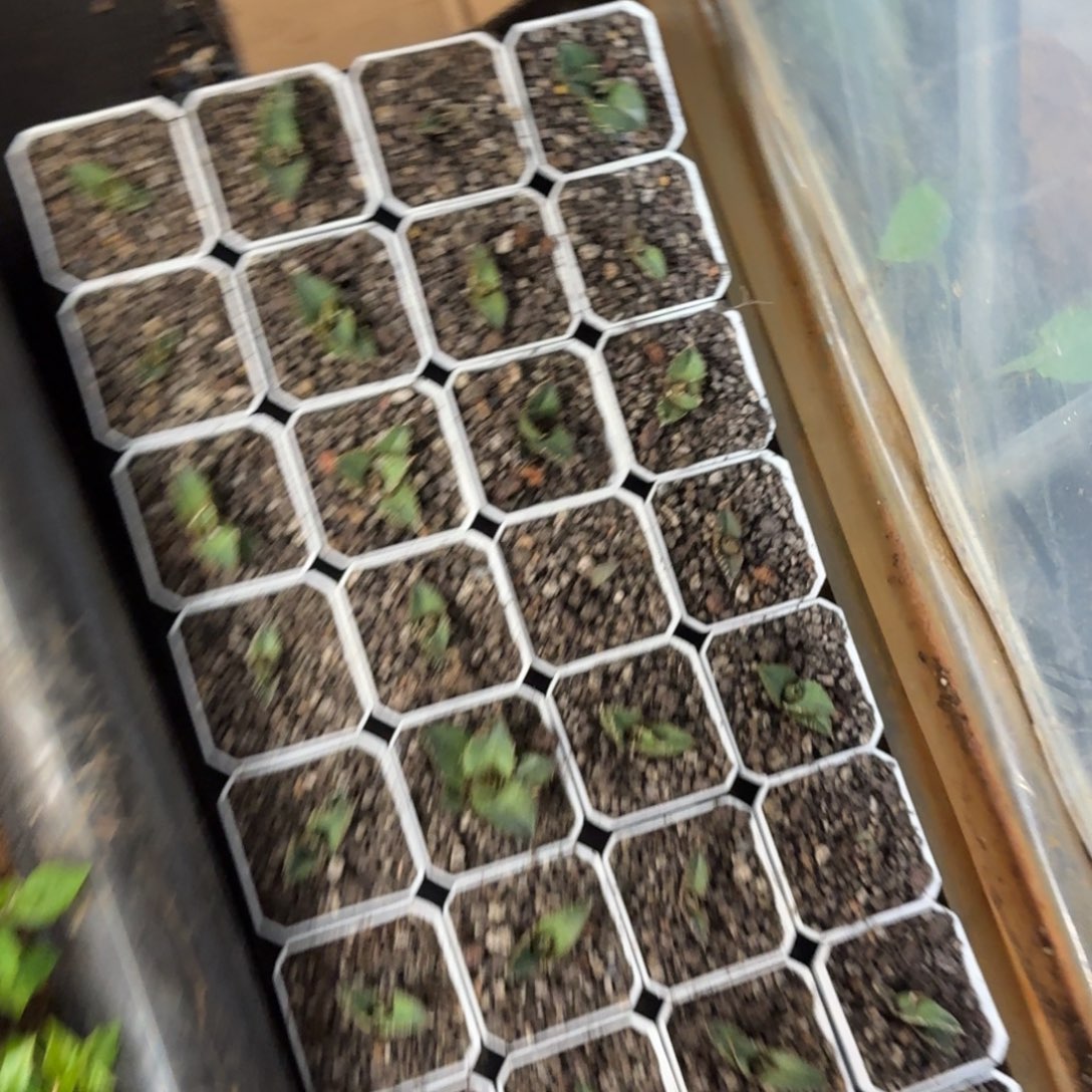 比***肽完全开放龙舌兰任王冠66