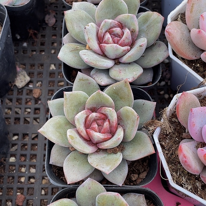 德国香槟带盆土发