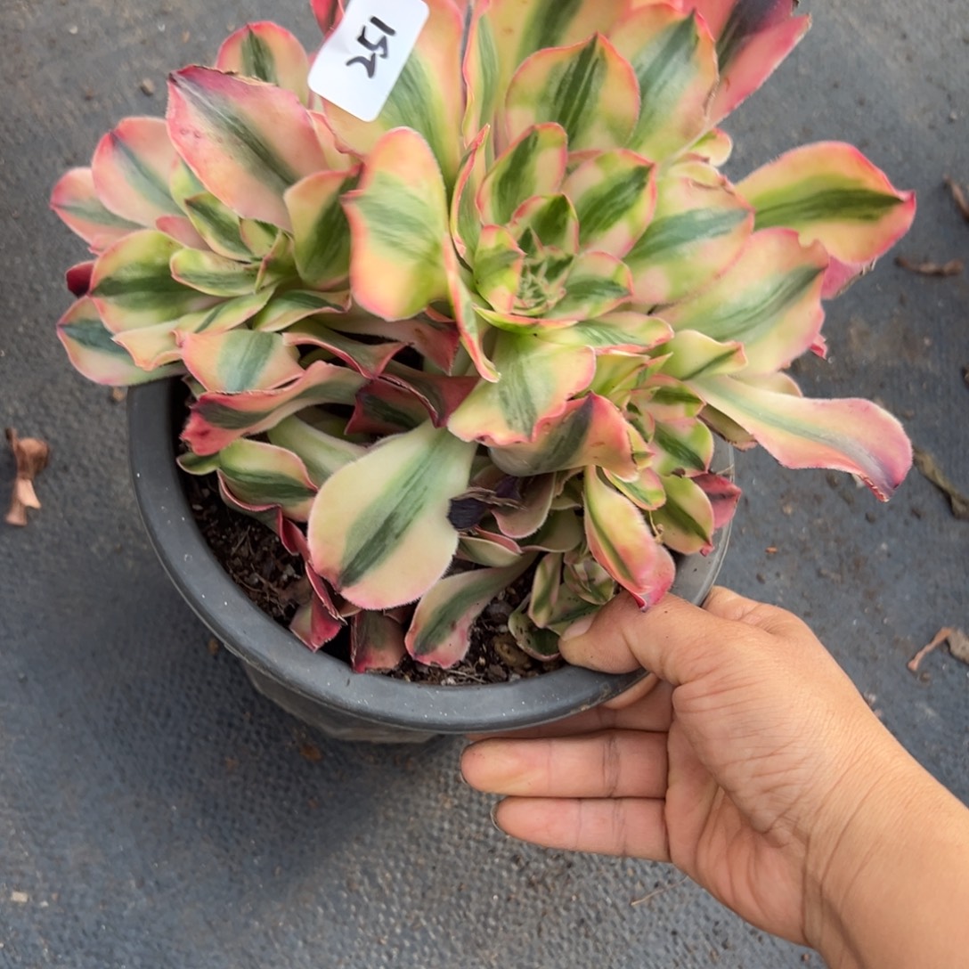 2521爱丽丝多肉多肉多肉多肉