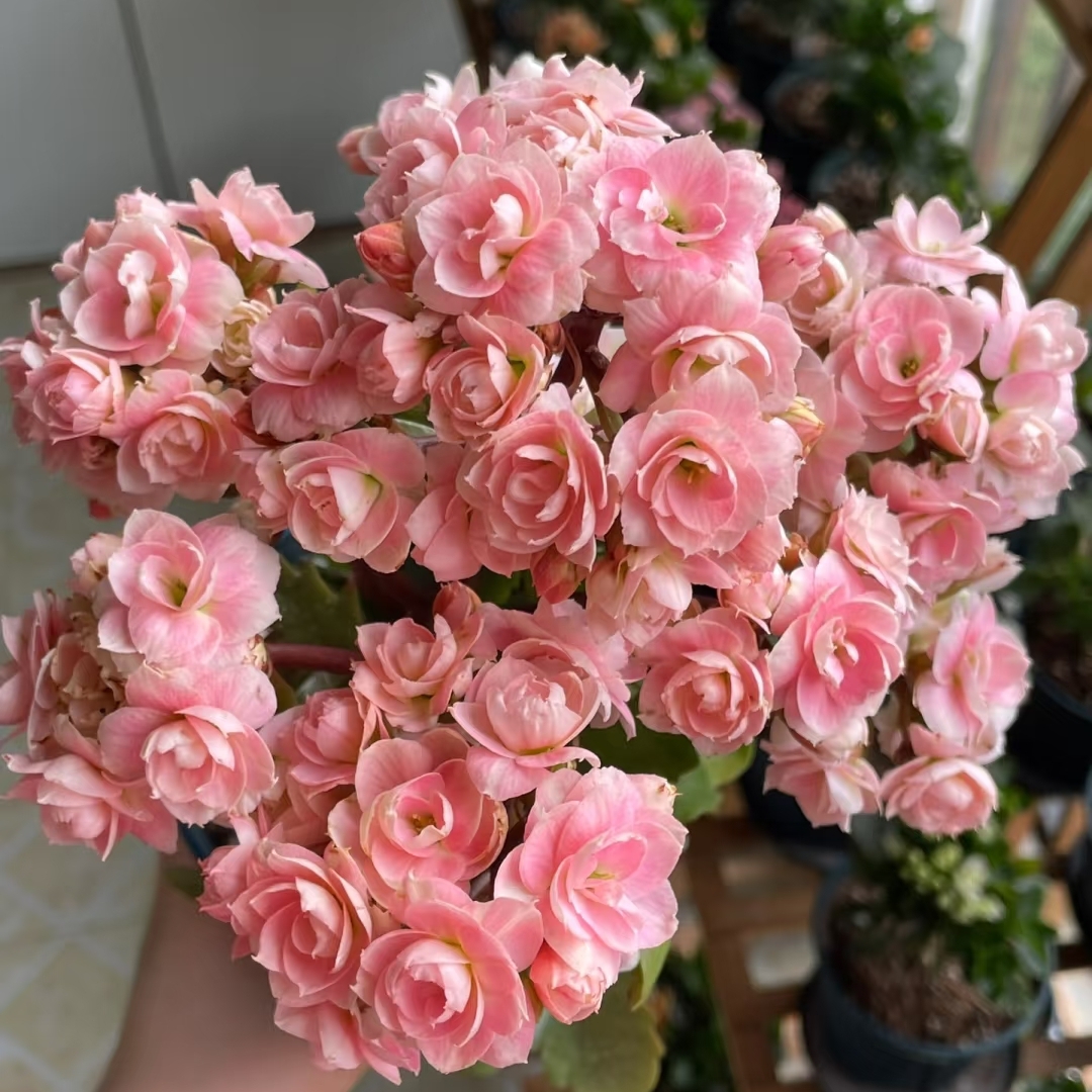 【奶油慕斯】110盆长寿花